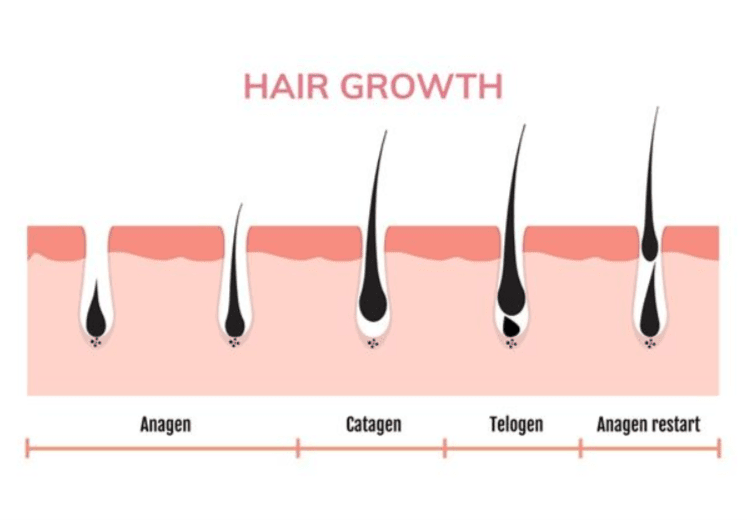 What Is Your Hair Actually Made Of? A Science-Based Guide to Hair Structure - FORLIFA