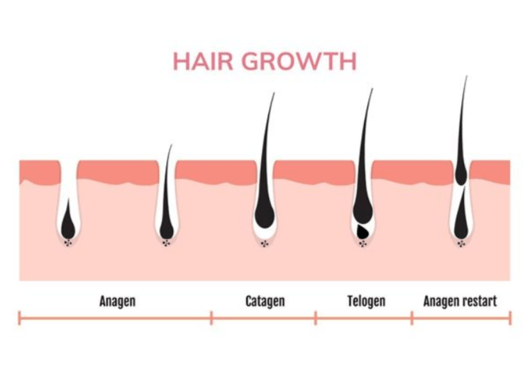 What Is Your Hair Actually Made Of? A Science-Based Guide to Hair Structure - FORLIFA
